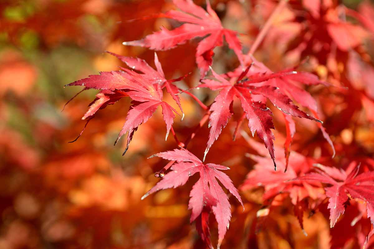 A close up horizontal image of the bright red 'Emperor One' Japanese maple growing in the garden pictured on a soft focus background in bright sunshine.