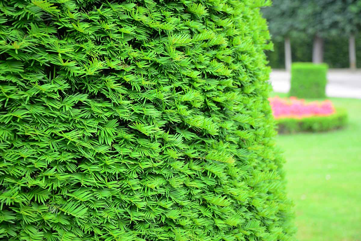 A close up horizontal image of the bright green foliage of an evergreen yew hedge.
