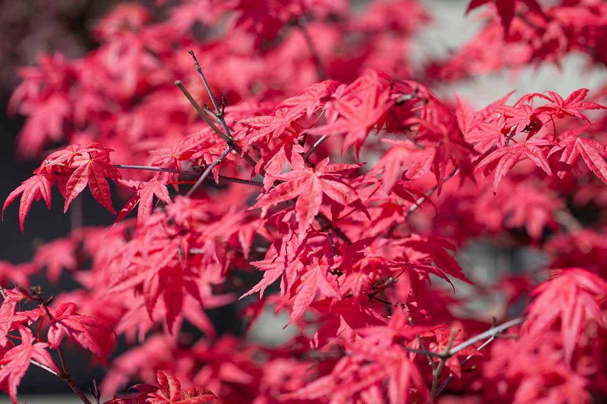 A close up horizontal image of the bright red foliage of 'Fireglow' Japanese maple growing in the garden in bright sunshine.