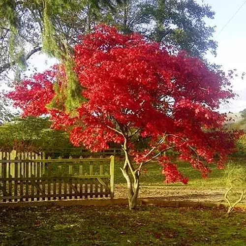 A square image of a 'Fireglow' Acer palmatum tree growing in the garden pictured in light sunshine.