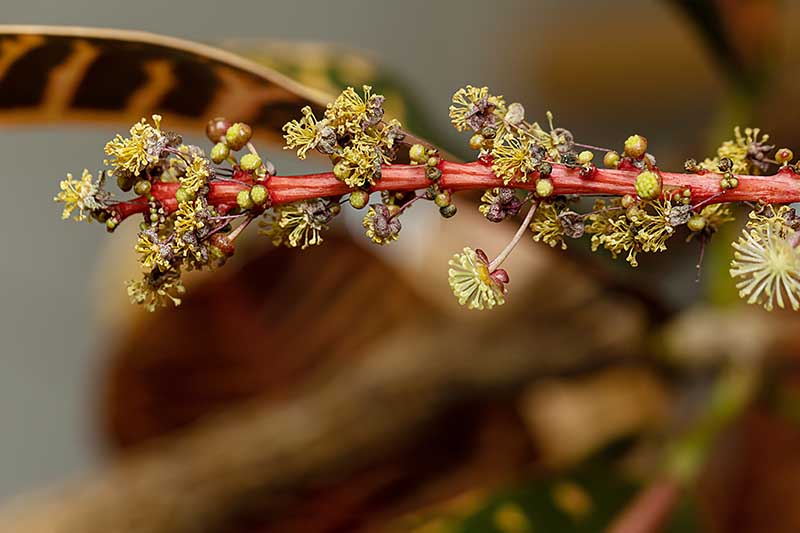 A close up horizontal image of a croton plant's flower stalk pictured on a soft focus background.