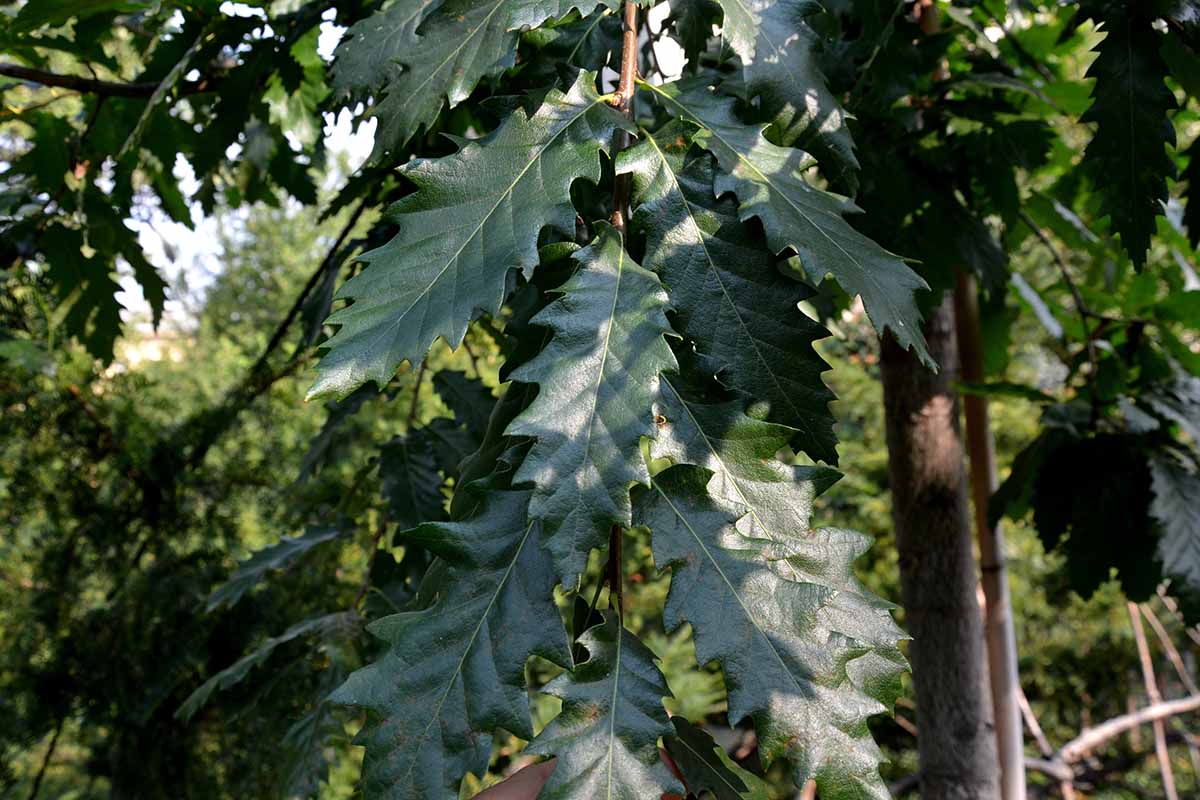 A close up horizontal image of the foliage of a chinkapin oak tree growing in a woodland pictured in light filtered sunshine.