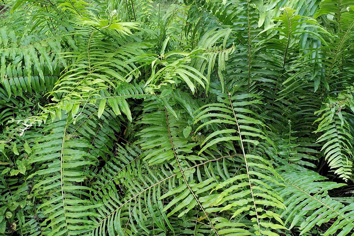 A close up horizontal image of the foliage of a mature Christmas fern (Polystichum acrostichoides) growing wild outdoors.
