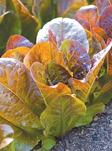 A close up vertical image of 'Four Seasons' lettuce with light red and green leaves growing outdoors in the garden.