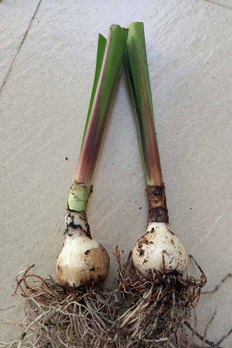 A close up vertical image of two amaryllis bulbs with stalks attached ad roots growing from the base, set on a tiled surface.
