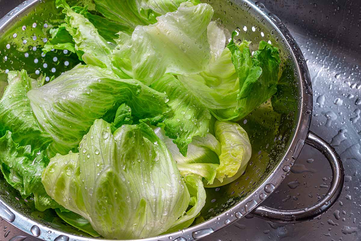 A close up horizontal image of freshly harvested lettuce in a colander for rinsing under the tap.