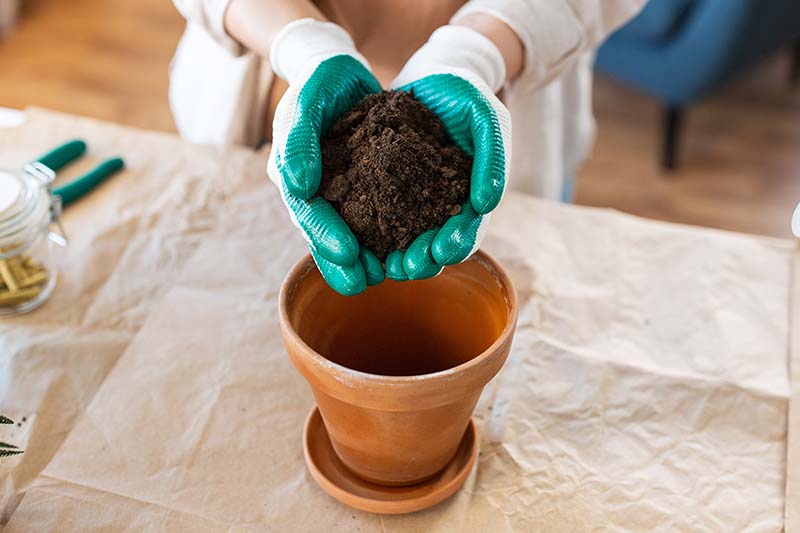 A close up horizontal image of gloved hands holding soil above a terra cotta pot.