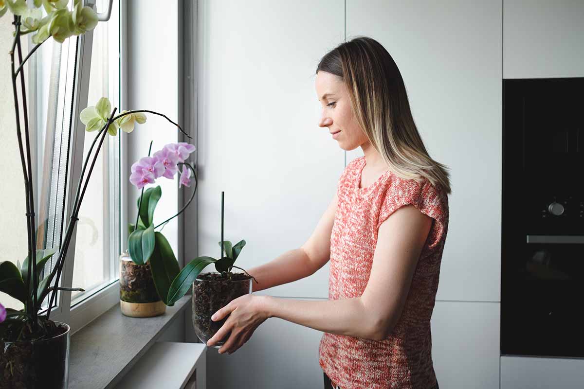 A close up horizontal image of a gardener placing an orchid plant on a windowsill in a kitchen.