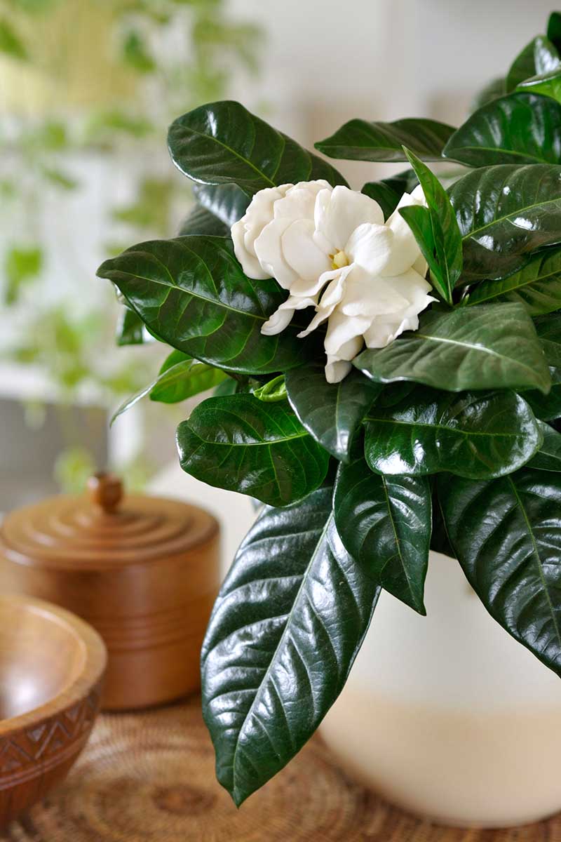 A close up vertical image of a gardenia plant growing in a pot set on a wooden surface pictured on a soft focus background.