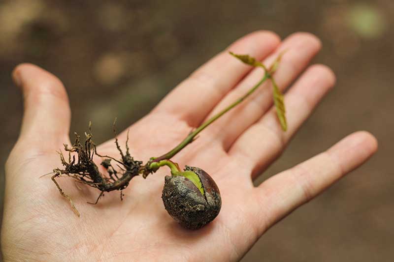 A close up horizontal image of an open palm holding an acorn that has sprouted roots and leaves.