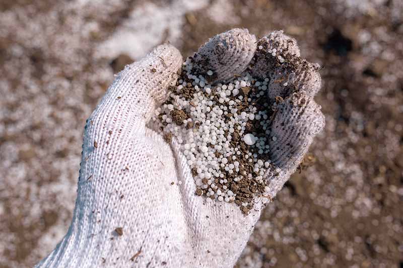 A close up horizontal image of a gloved hand holding a handful of granular fertilizer.