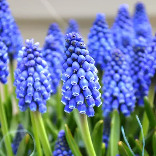 A close up square image of blue grape hyacinth flowers pictured on a soft focus background.
