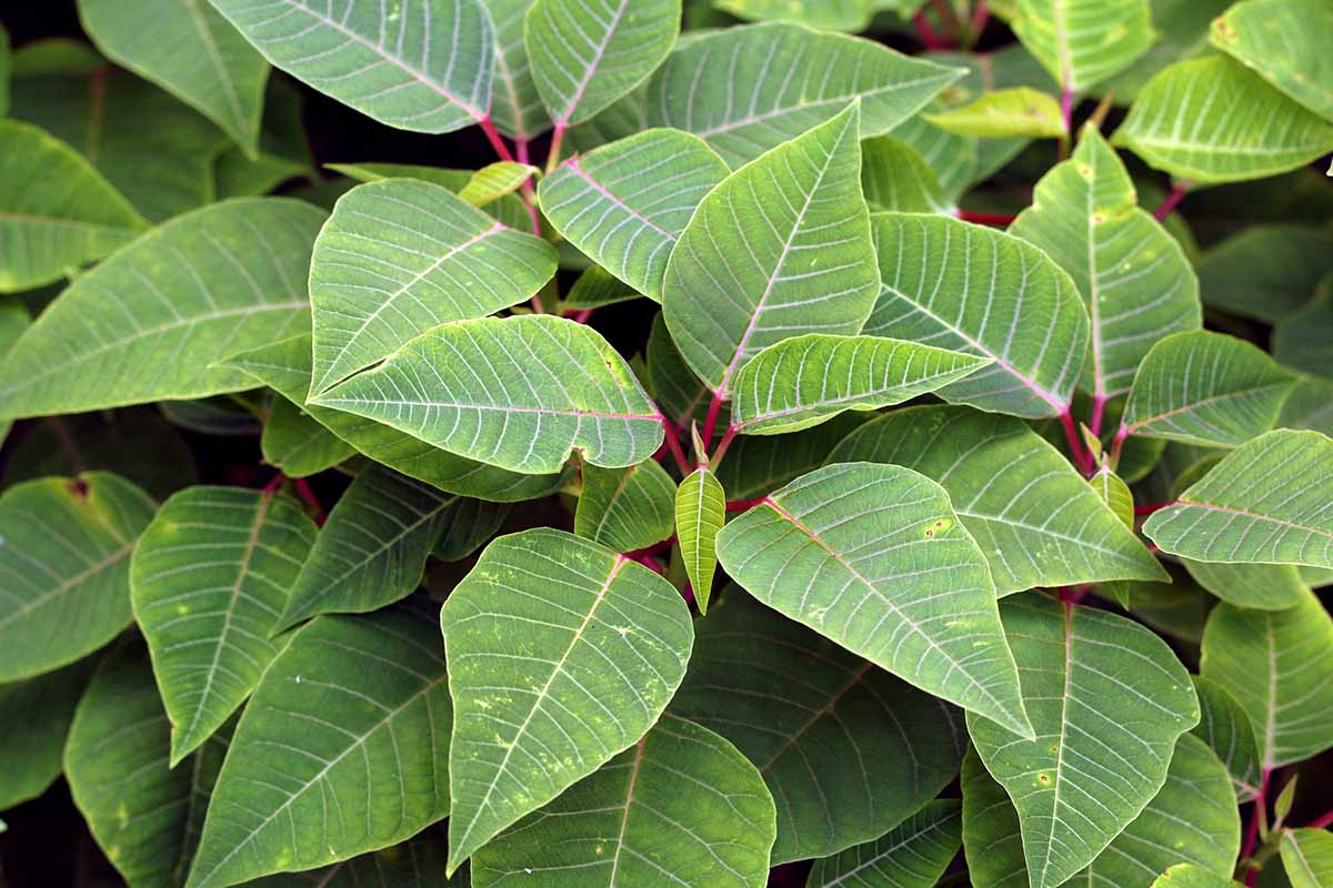 A close up horizontal image of the green foliage of a poinsettia plant that is starting to turn a bit yellow at the edges.