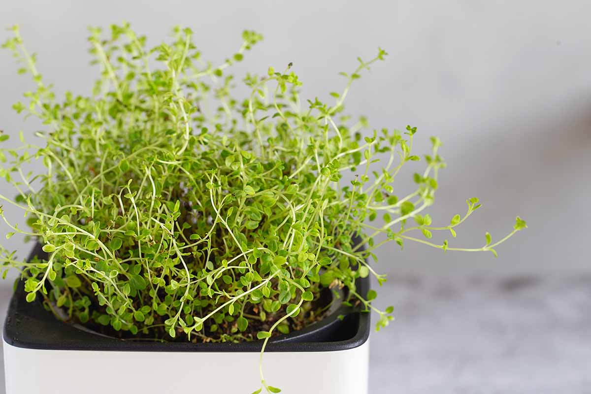 A close up horizontal image of thyme growing in a small pot indoors.