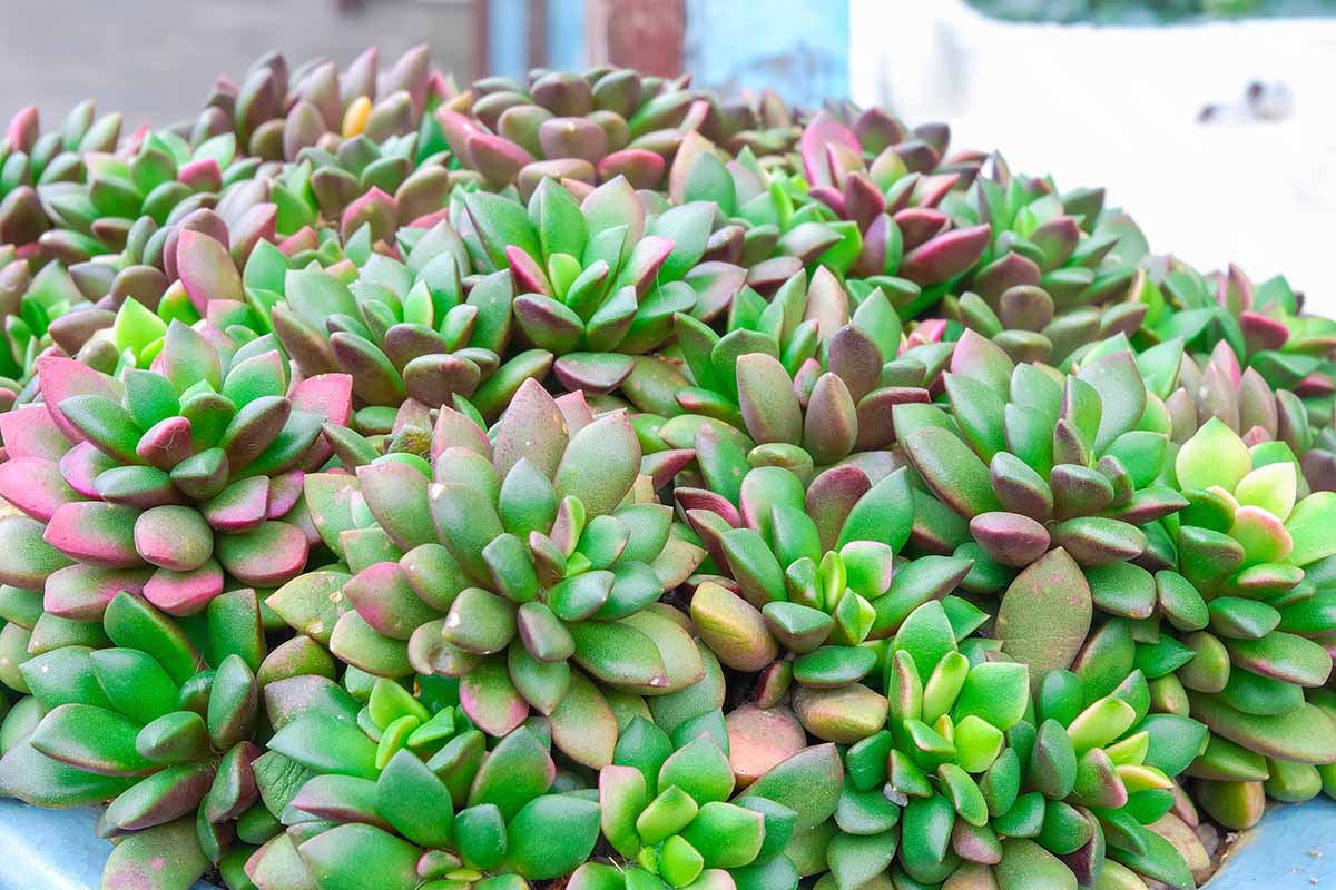 A close up horizontal image of the green ad pink succulent foliage of Anacampseros growing in a blue container.