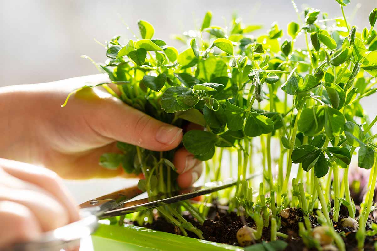 A close up of two hands from the left of the frame harvesting microgreens from an indoor garden.