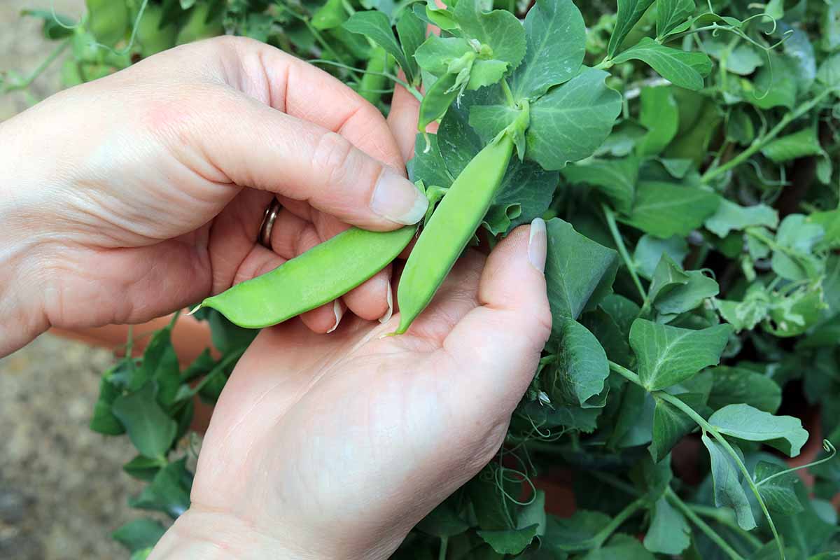 A close up horizontal image of two hands picking pods of a plant.