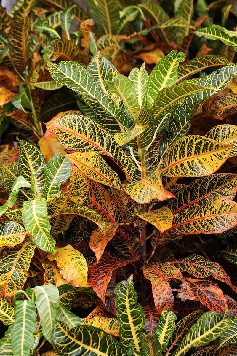 A close up vertical image of the foliage of a croton plant.
