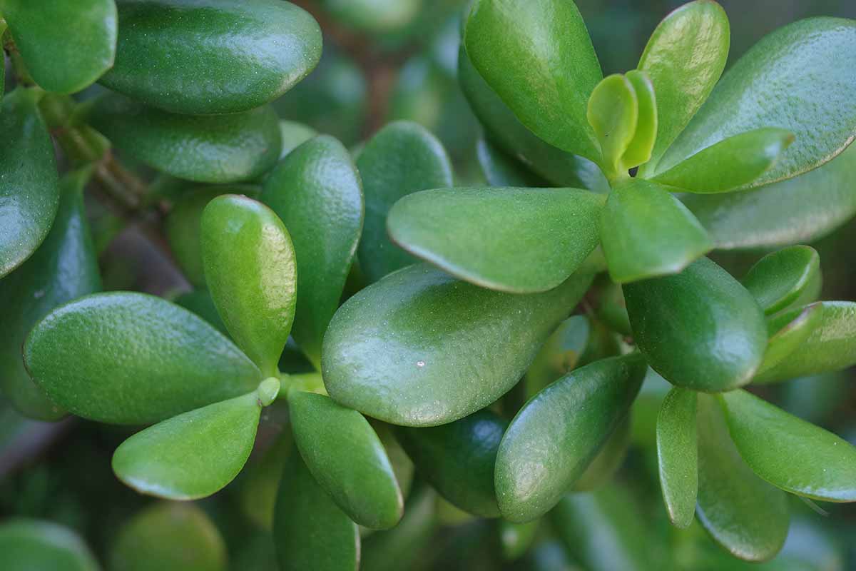 A close up horizontal image of healthy Crassula ovata foliage.