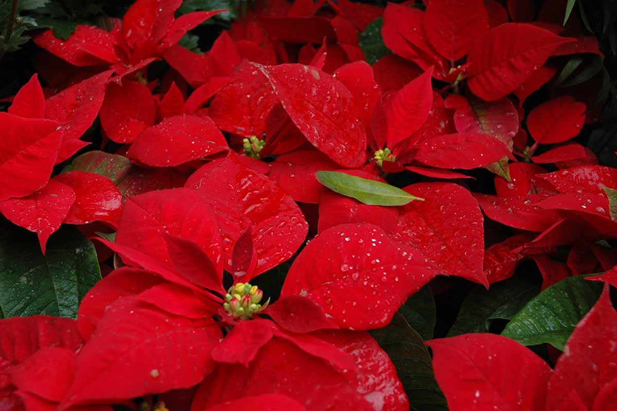 A close up horizontal image of the bright red bracts of poinsettias covered in droplets of water.