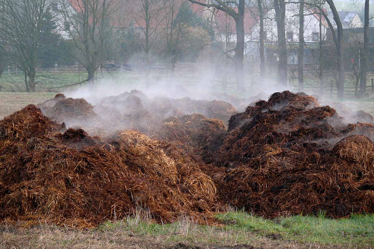 A horizontal image of a large manure pile with steam coming off it on a cold morning.
