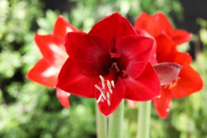 A close up horizontal image of a bright red amaryllis flower growing in the garden pictured on a soft focus background.