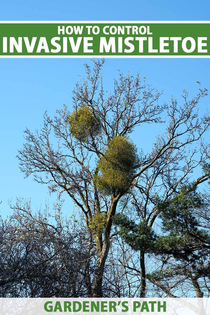 A vertical image of a tree with a number of clumps of mistletoe growing on the branches. To the top and bottom of the frame is green and white printed text.
