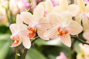 A close up horizontal image of yellow orchid flowers with reddish pink stripes pictured on a soft focus background.