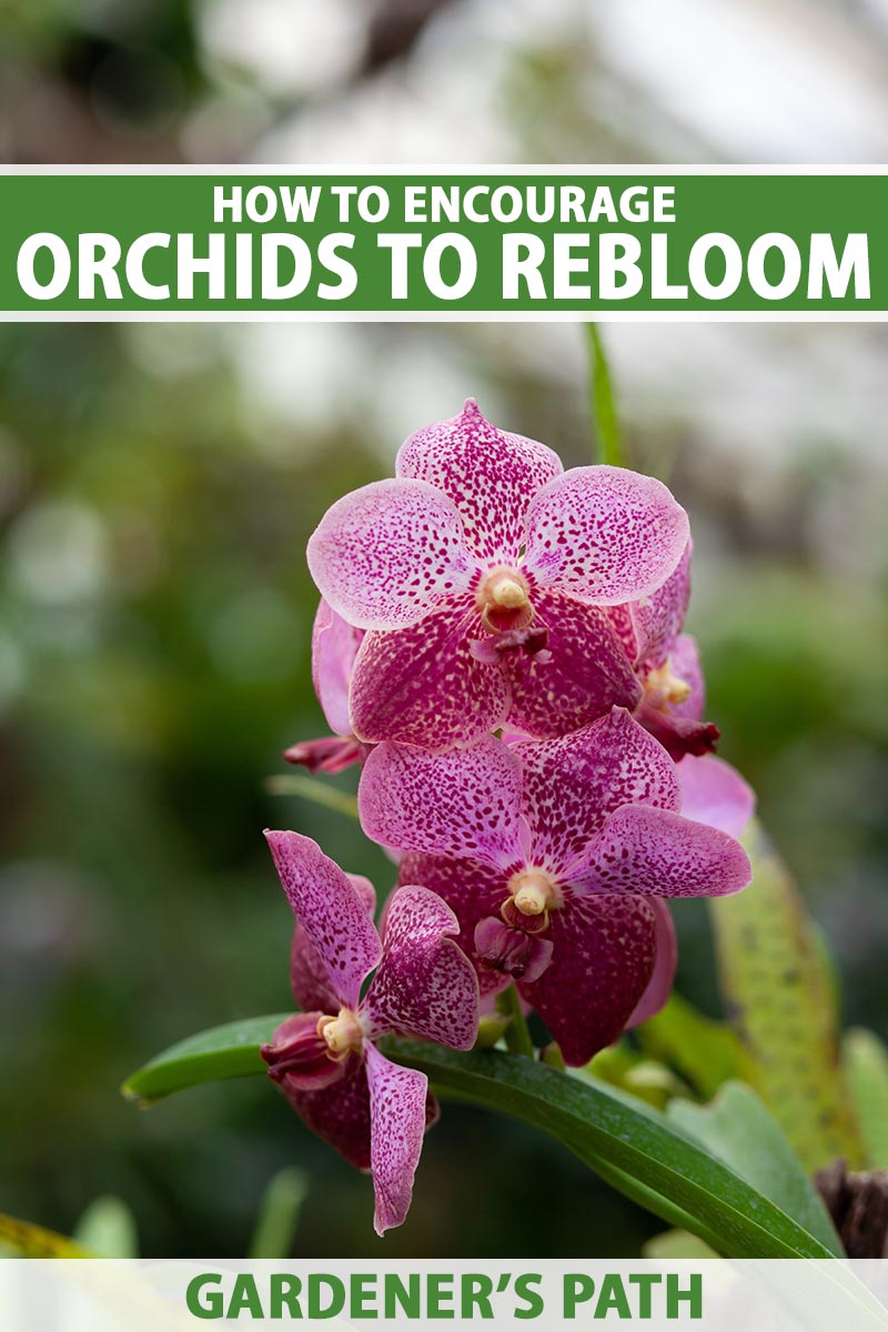A close up vertical image of pink speckled orchid flowers pictured on a soft focus background. To the top and bottom of the frame is green and white printed text.