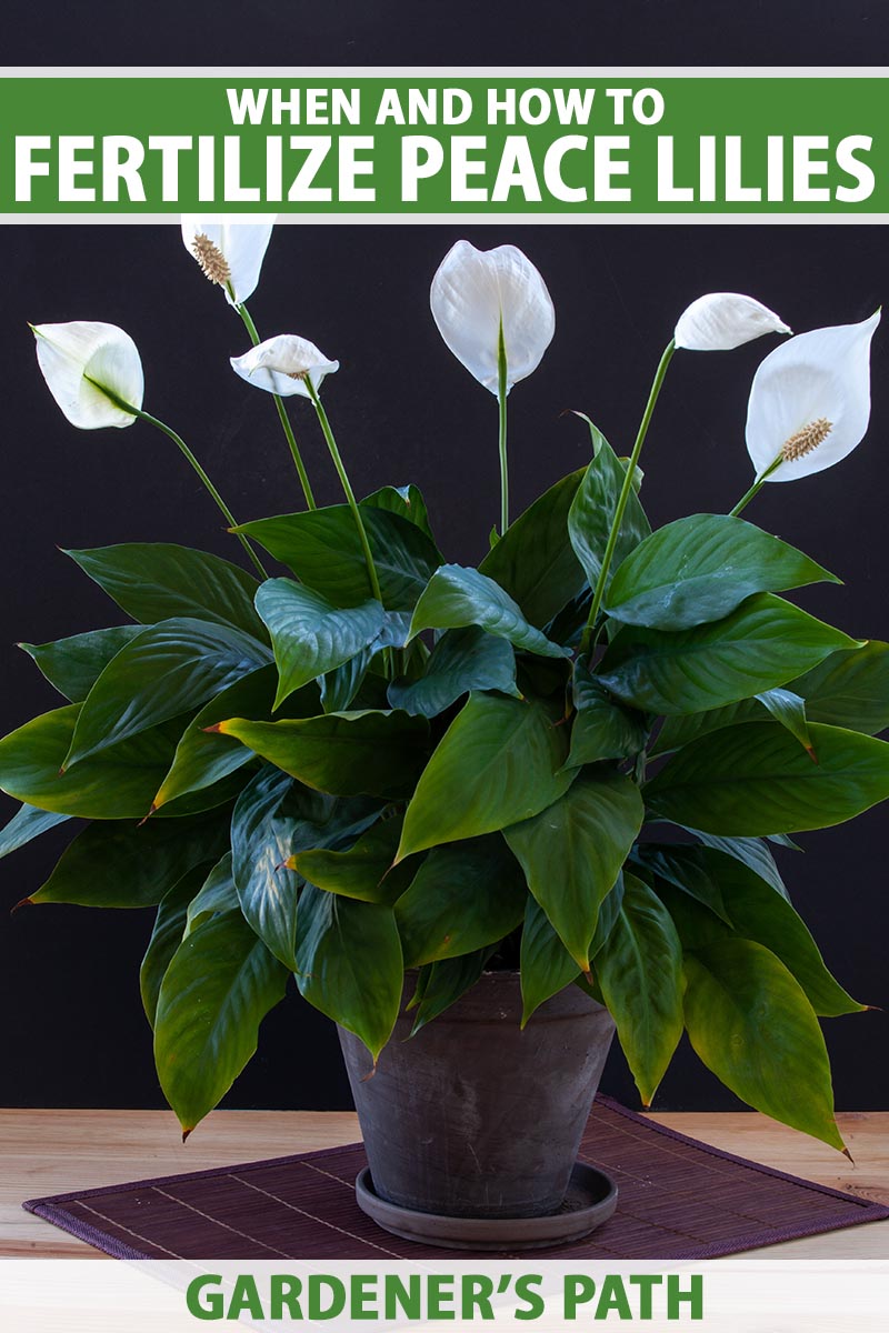 A vertical image of a peace lily growing in a container indoors with white spathes and deep green foliage set on a wooden table pictured on a dark background. To the top and bottom of the frame is green and white printed text.