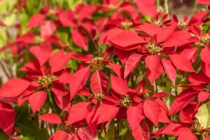 A close up horizontal image of beautiful poinsettias in full bloom with bright red bracts pictured in light sunshine.