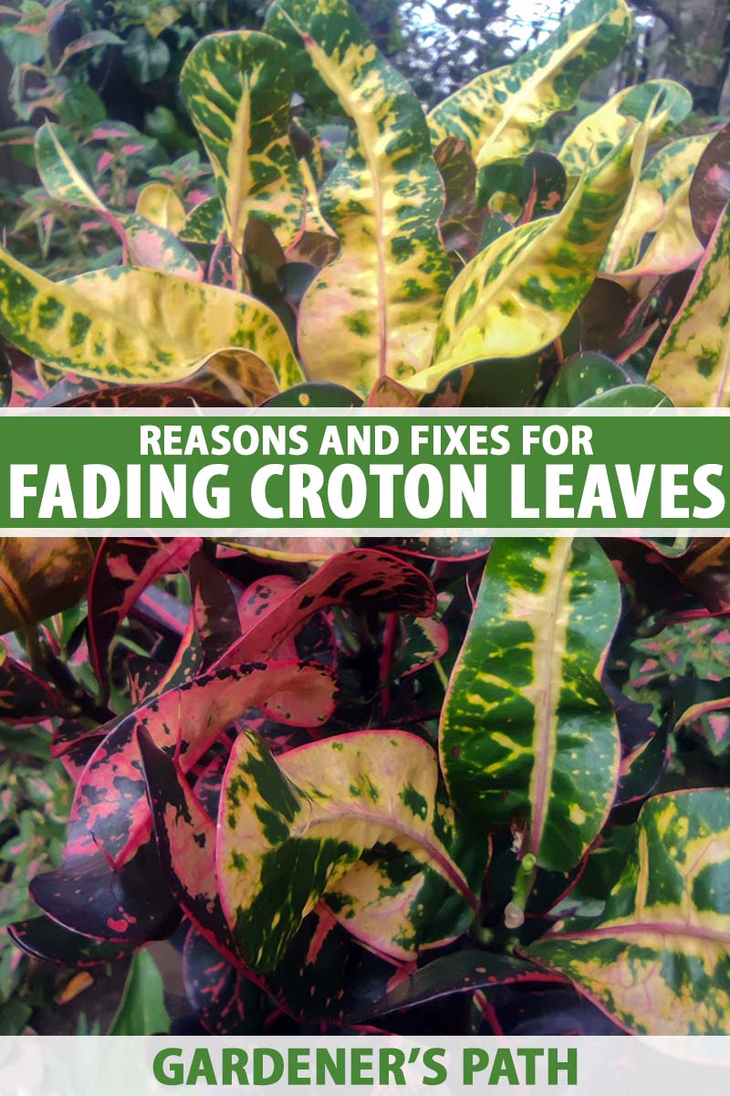 A close up vertical image of the colorful foliage of garden croton plants growing outdoors. To the center and bottom of the frame is green and white printed text.