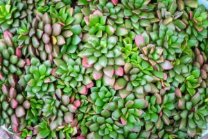 A close up horizontal image of the succulent green and pink foliage of Anacampseros plants.