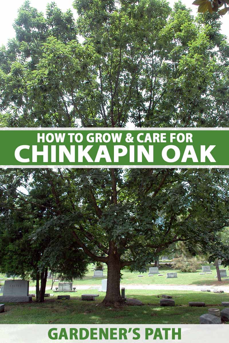 A vertical image of a large chinkapin oak tree growing in a cemetery. To the center and bottom of the frame is green and white printed text.