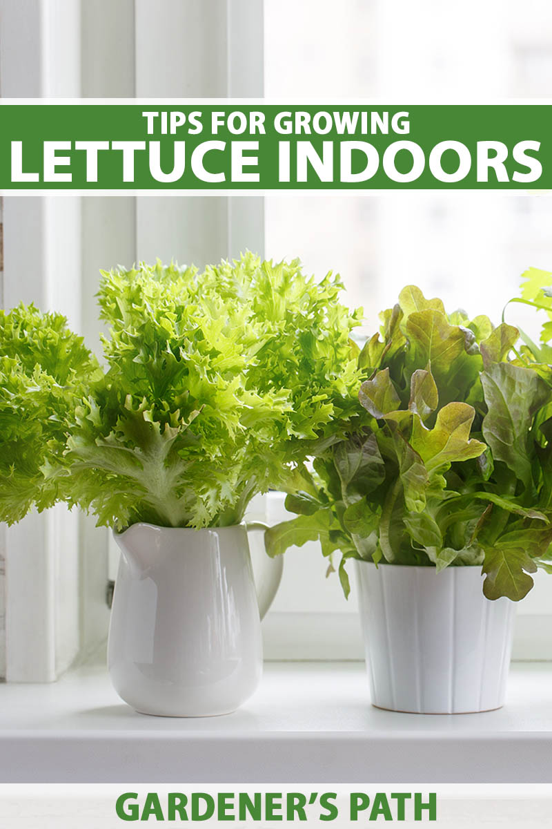 A vertical image of different types of lettuce growing in small containers on a windowsill. To the top and bottom of the frame is green and white printed text.