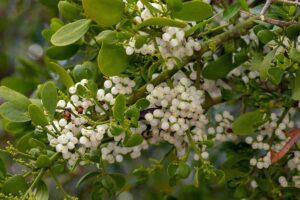 A close up horizontal image of a large clump of mistletoe with bright green foliage and white berries.