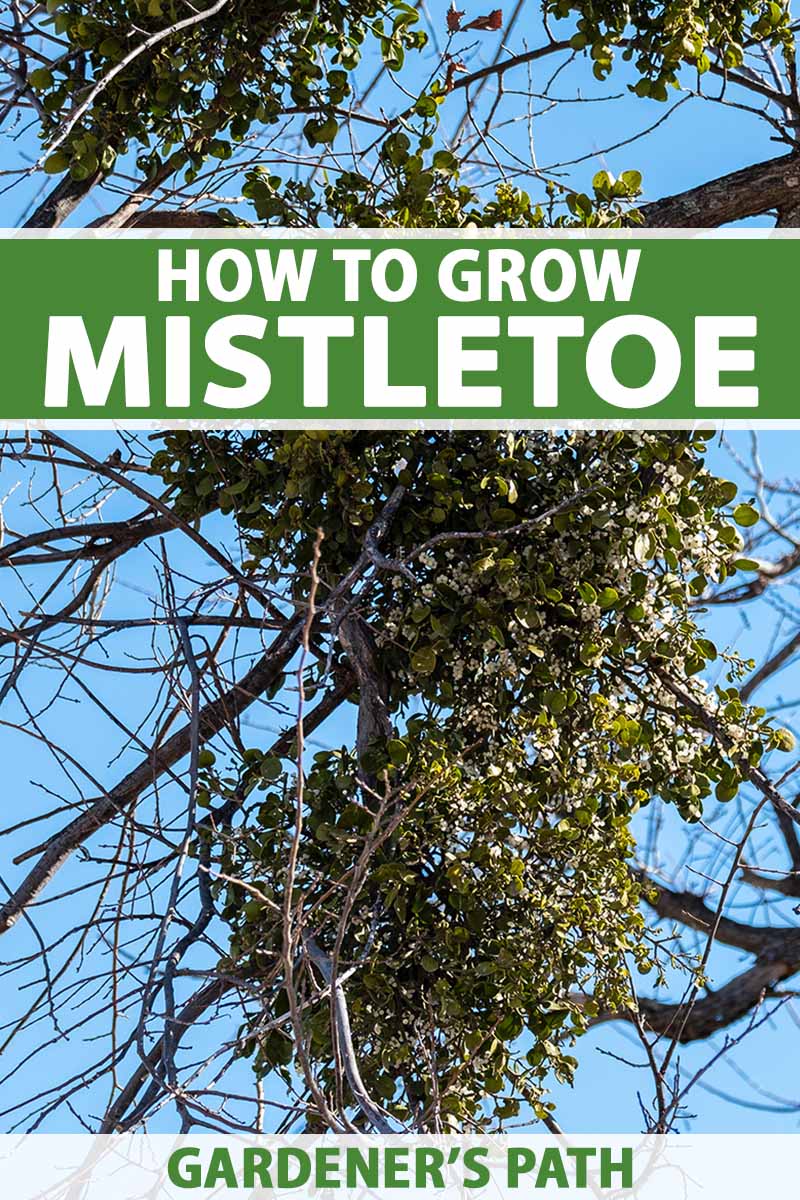 A vertical image of a large clump of mistletoe growing in a tree pictured on a blue sky background. To the top and bottom of the frame is green and white printed text.