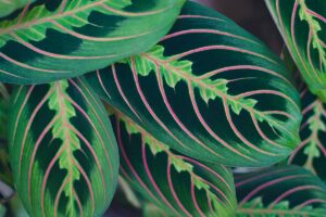 A close up horizontal image of the patterned foliage of a red-veined prayer plant (Maranta leuconeura var. erythroneura) pictured on a dark background.