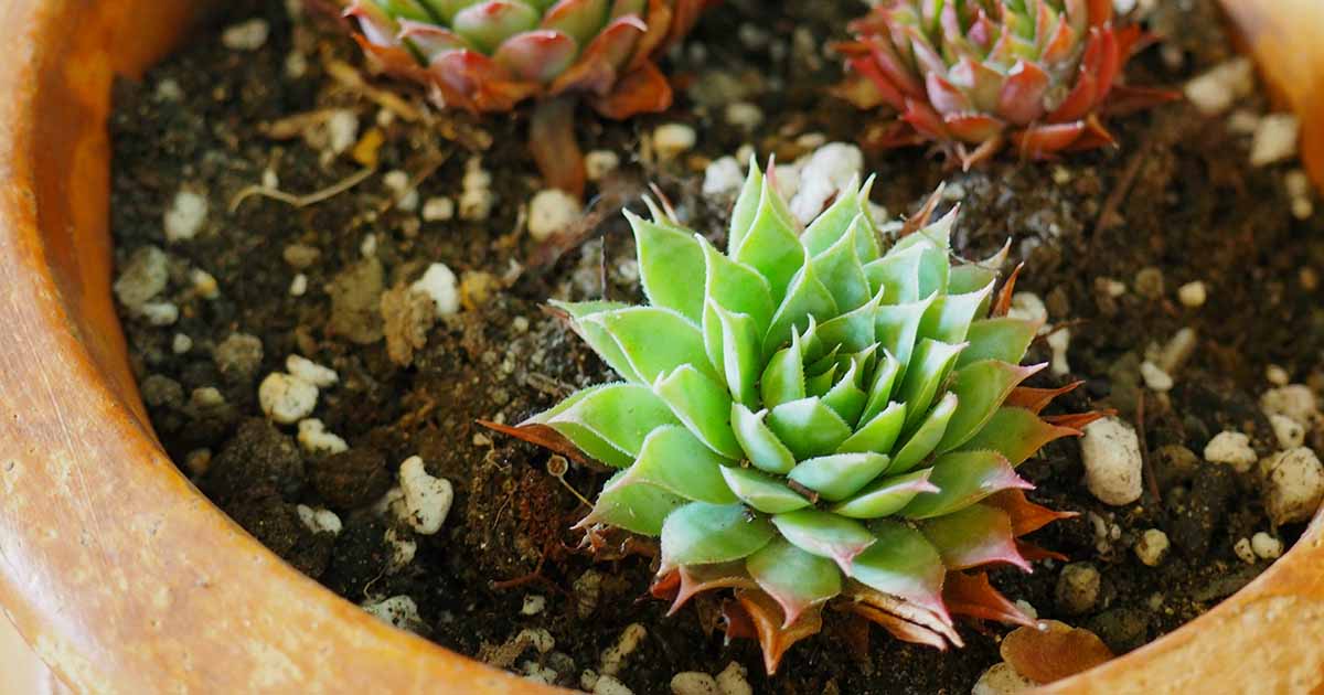 Planting Succulents with the Soil and Containers