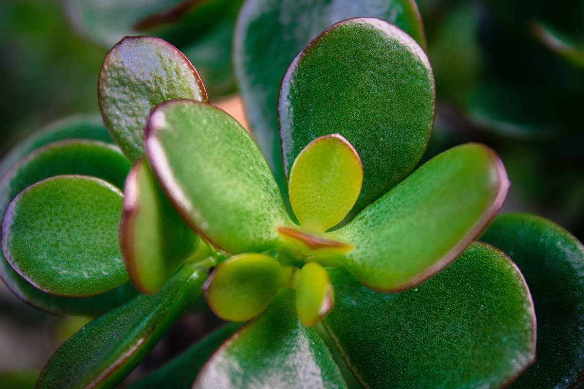 A close up horizontal image of the bright green foliage of a jade plant pictured on a soft focus background.
