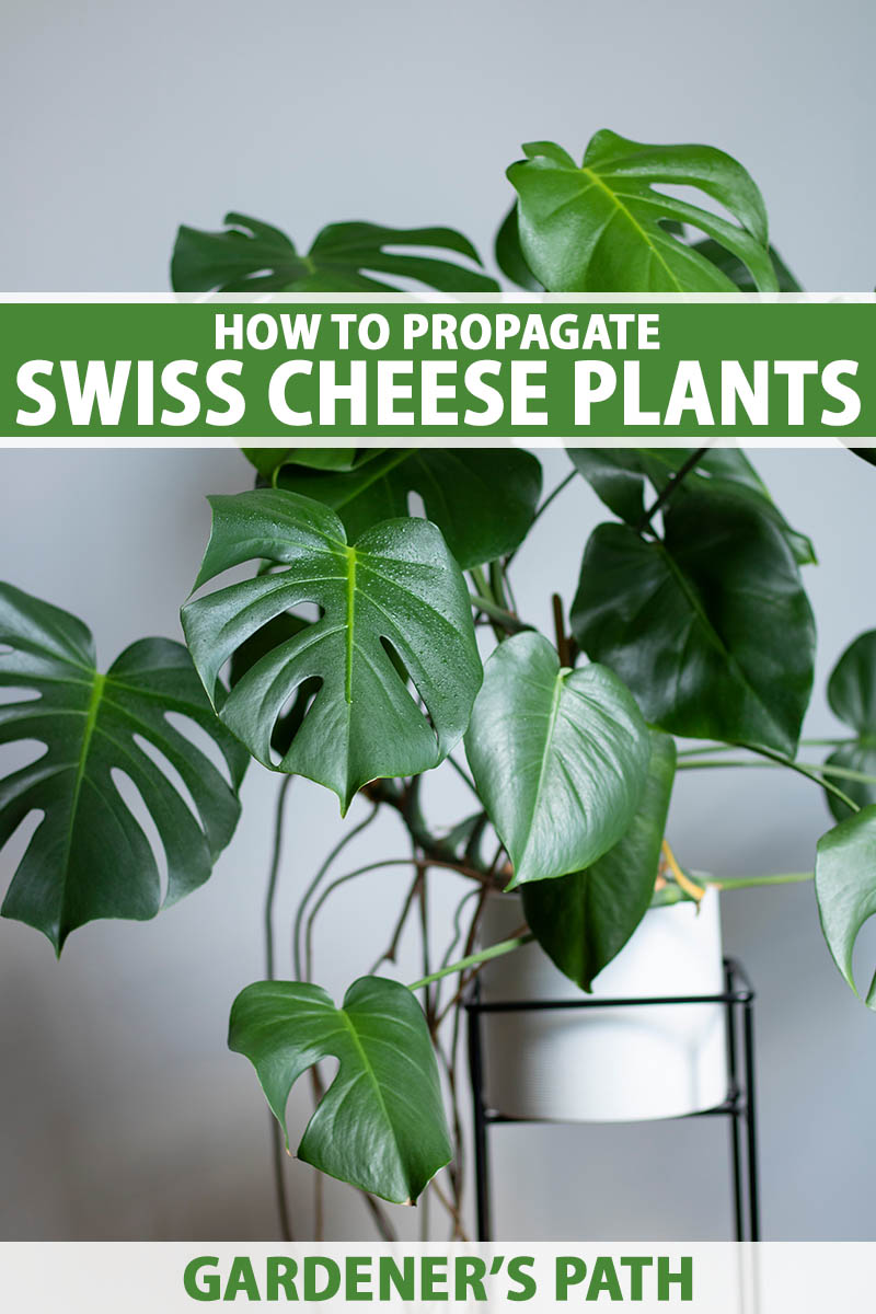 A close up vertical image of a Swiss cheese plant (Monstera deliciosa) growing in a decorative pot indoors. To the top and bottom of the frame is green and white printed text.