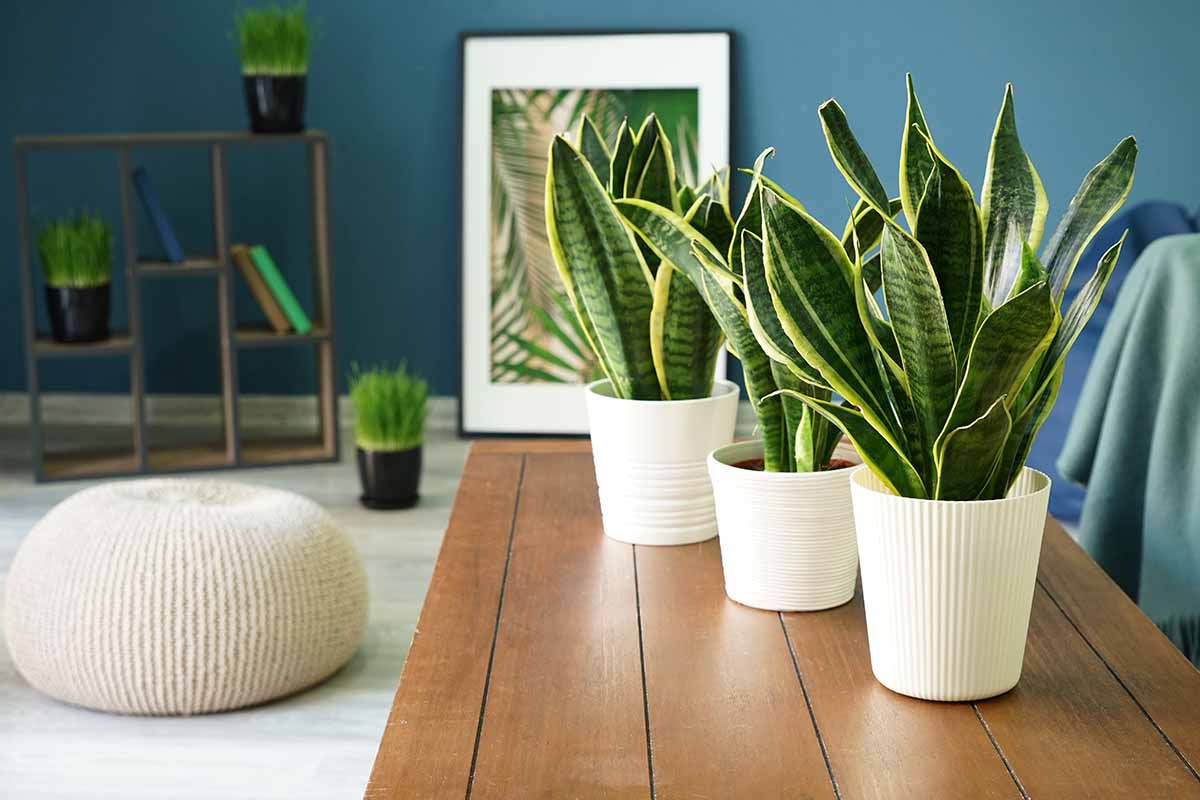 A close up horizontal image of three snake plants growing in white pots set on a wooden table in a living room.