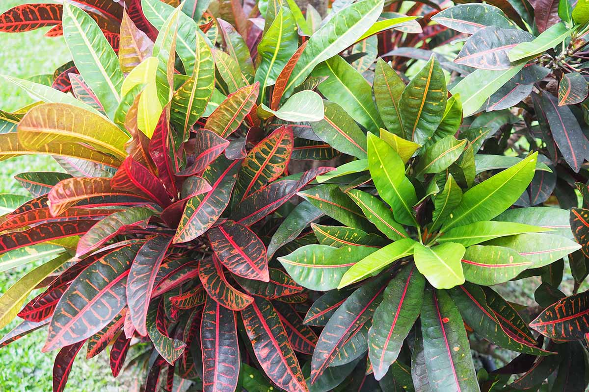 A close up horizontal image of a large garden croton with brightly colored foliage growing outdoors.