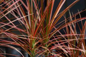A close up horizontal image of a dragon tree aka Dracaena with red and green variegated foliage growing indoors pictured on a dark background.