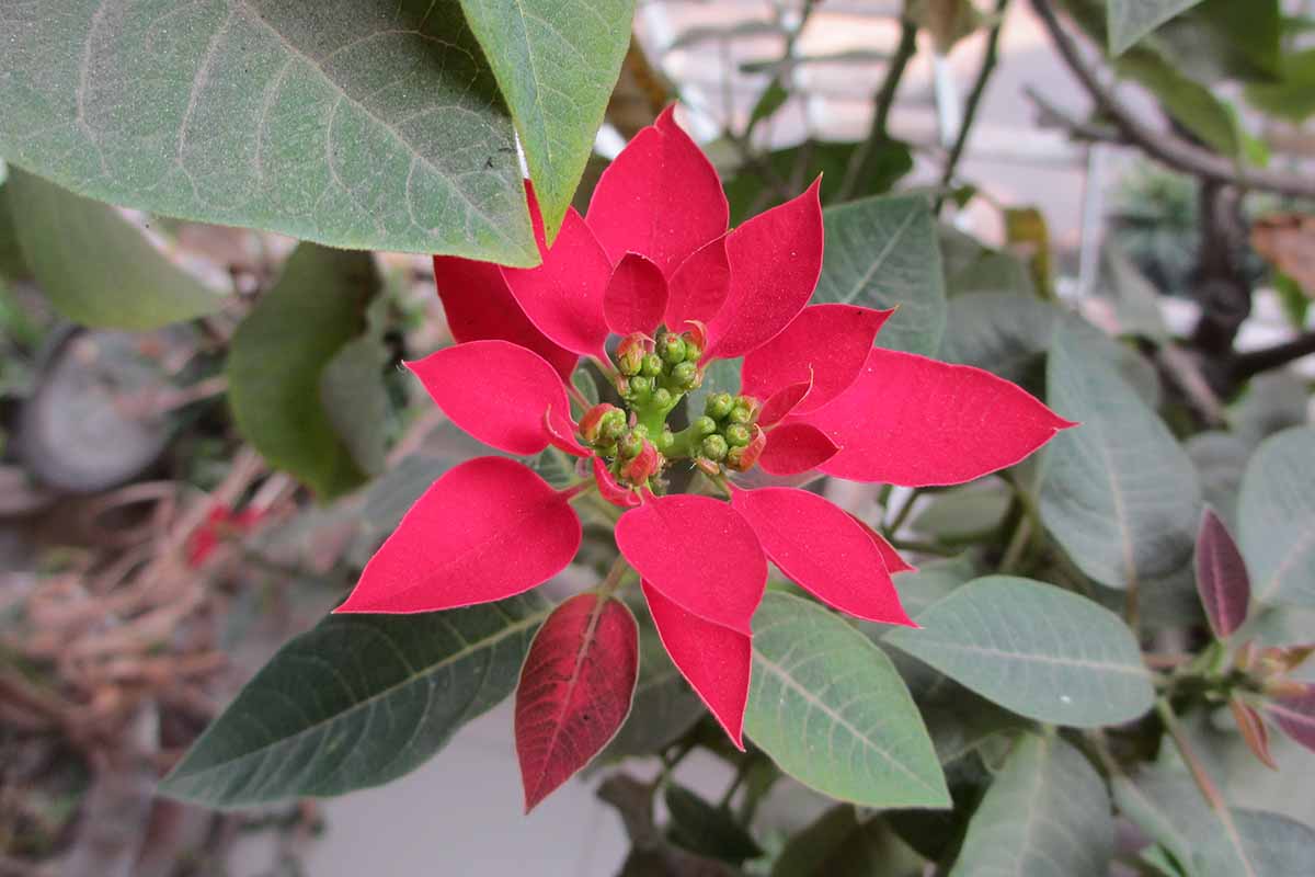 A close up horizontal image of the bright red bracts of a poinsettia plant with leaves in soft focus in the background.