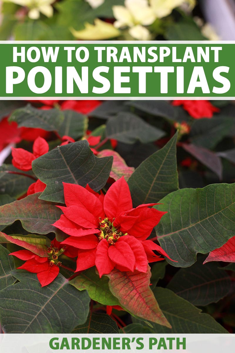 A close up vertical image of the red bracts and deep green leaves of a poinsettia (Euphorbia pulcherrima) pictured on a soft focus background. To the top and bottom of the frame is green and white printed text.