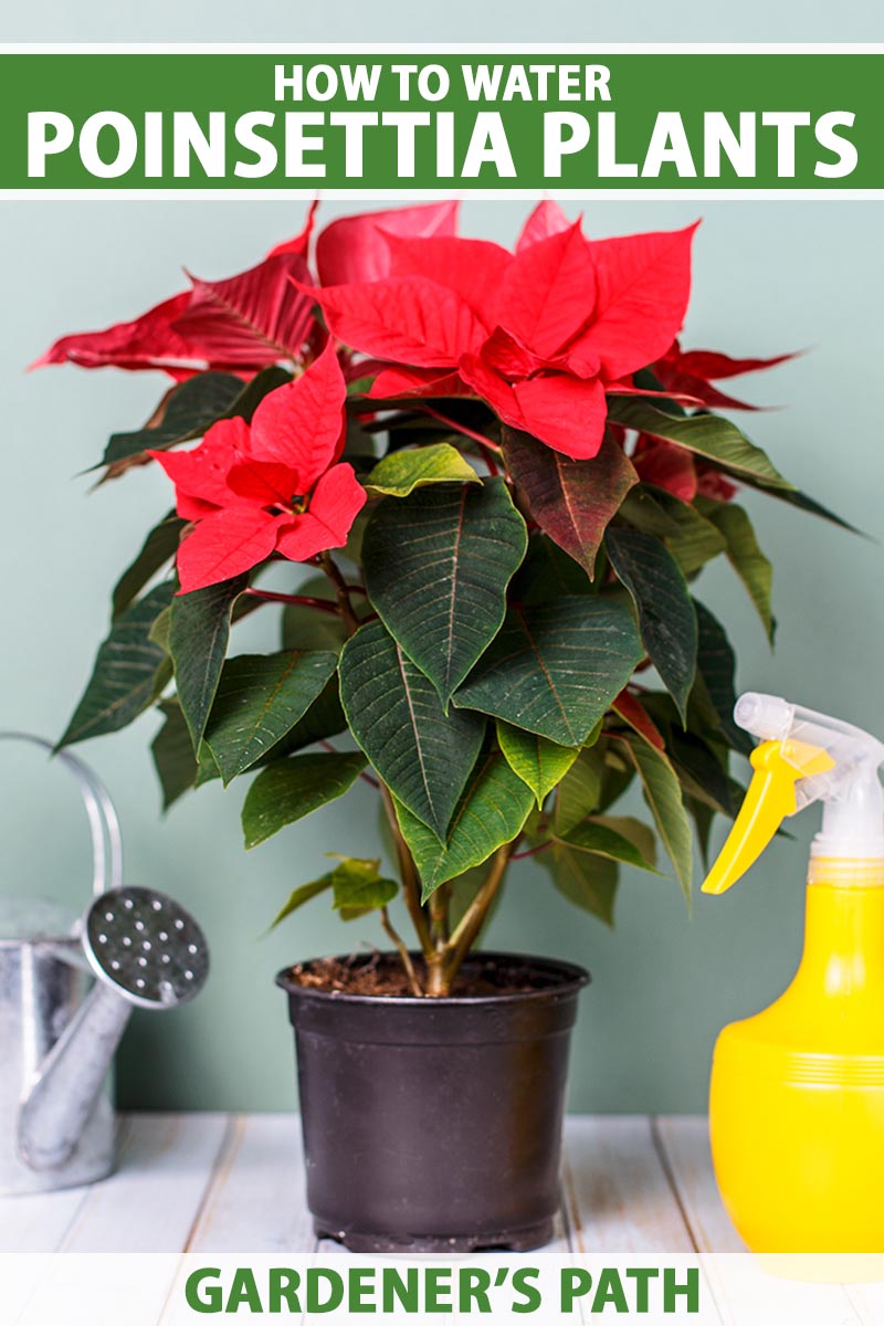A close up vertical image of a potted poinsettia plant on a wooden surface flanked by a metal watering can to the left of the frame and a yellow spray bottle to the right. To the top and bottom of the frame is green and white printed text.