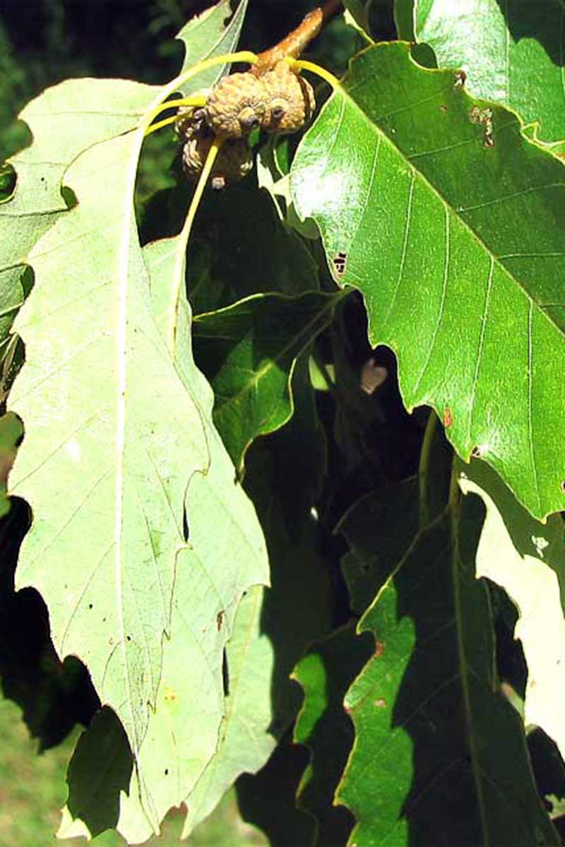 A close up vertical image of immature acorns on a chinkapin oak tree, surrounded by foliage pictured in bright sunshine.