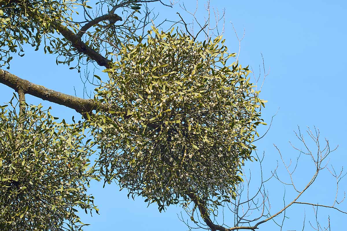 A close up horizontal image of a clump of mistletoe growing on the branch of a tree pictured on a blue sky background.