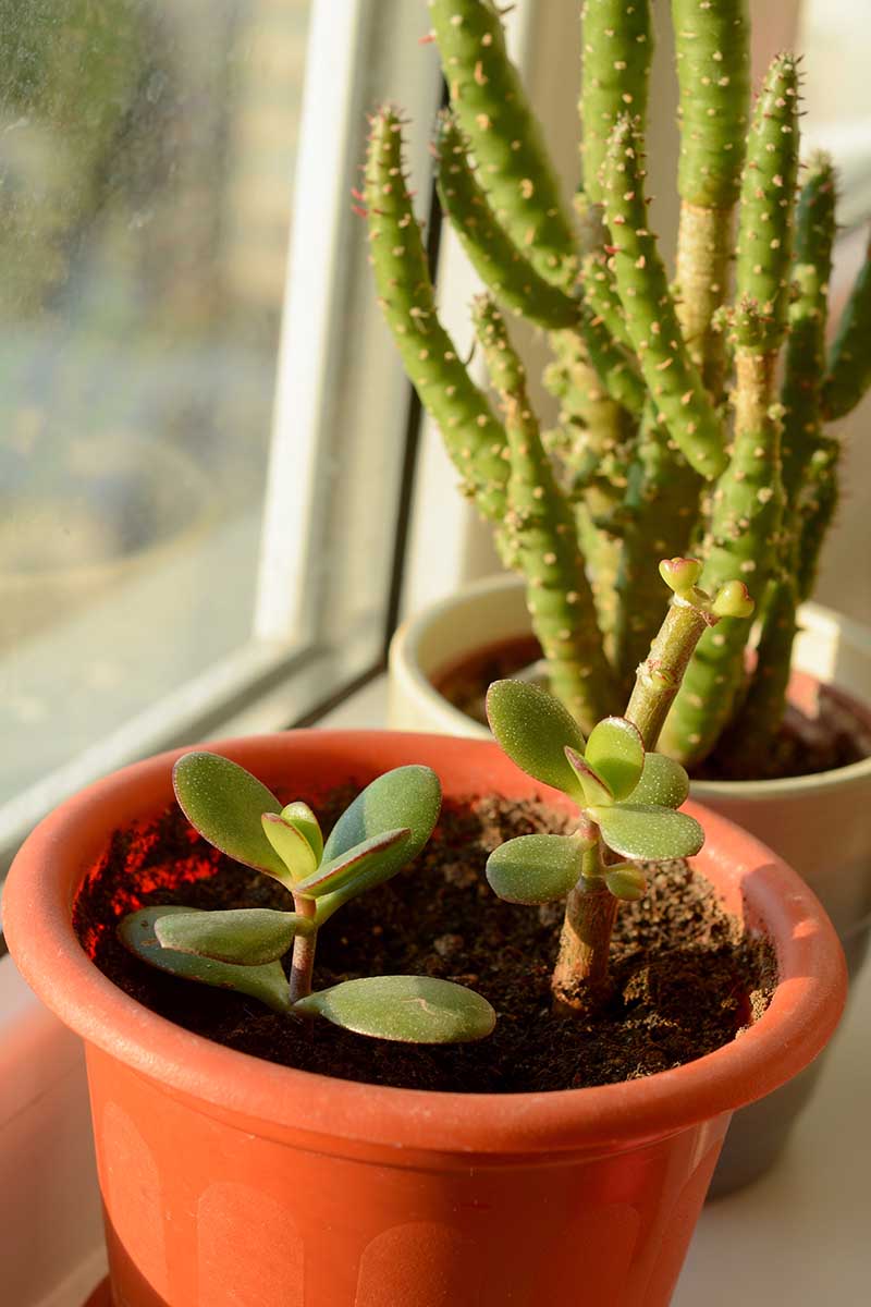 A vertical image of succulents growing in small pots on a windowsill pictured in evening sunshine.